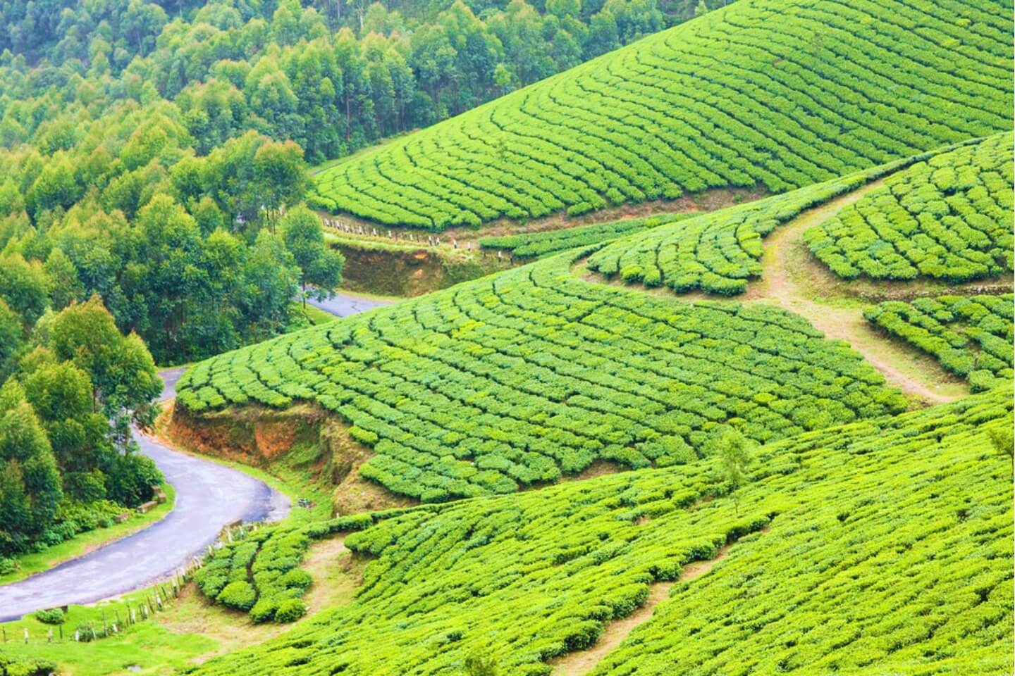 Trivandrum 4 Nights / 5 Days Tour Packages